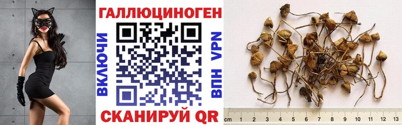Купить где  Киреевск  Псилоцибиновые грибы мицелий 